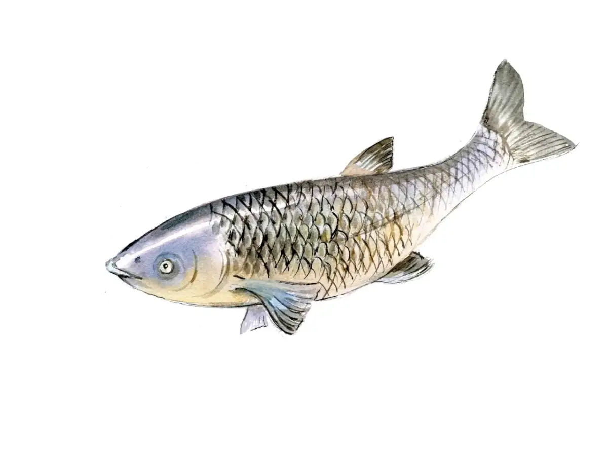 Ryby w jeziorze wulpińskim: jakie gatunki warto znać i łowić?