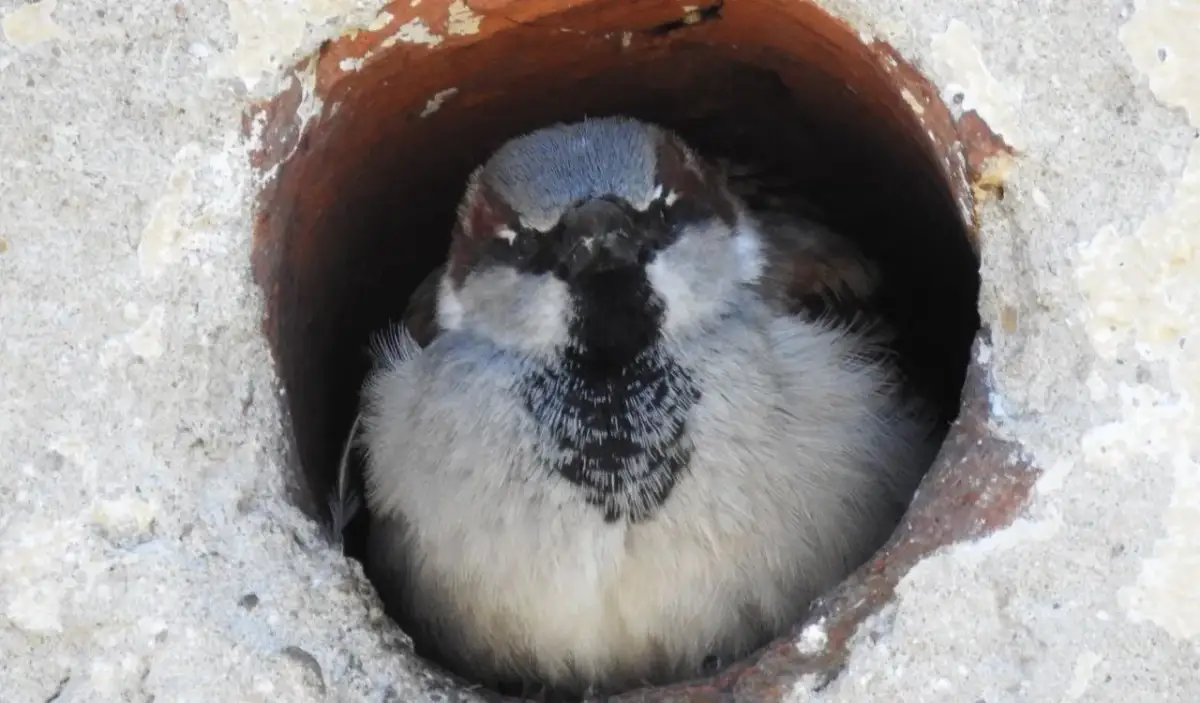 Kto gniazduje pod Twoim dachem? Poznaj ptaki i prawo!