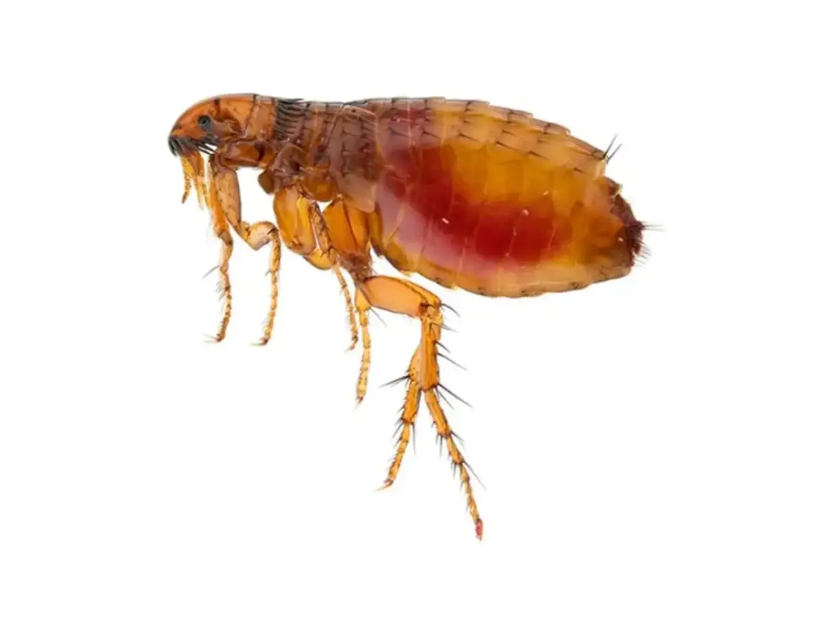 Las pulgas mueren con el agua: ¿mito o solución efectiva?