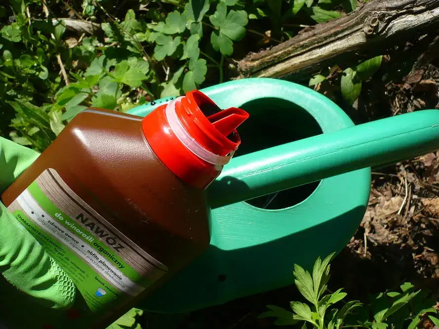 Jaki nawóz do winorośli? Kluczowe informacje, które musisz znać!