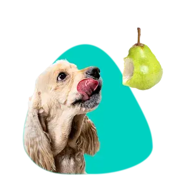 Czy pies może jeść gruszki? Bezpieczeństwo, korzyści i zagrożenia dla psa