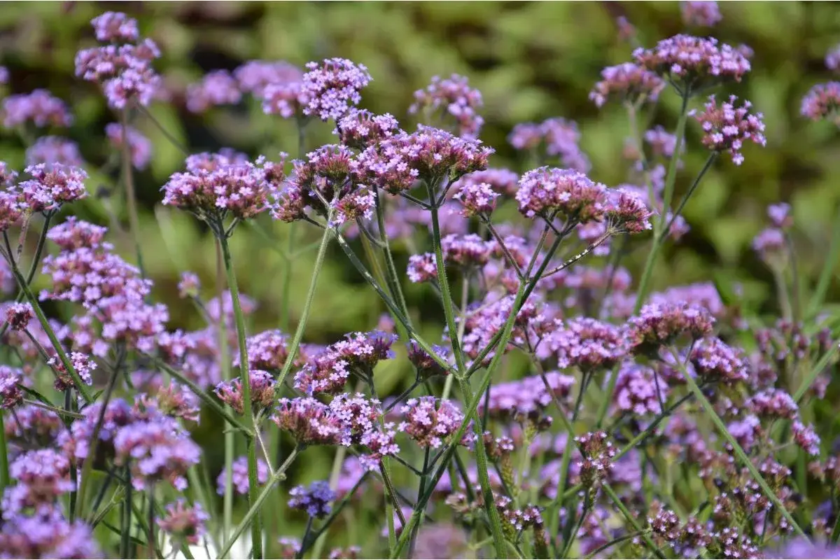 Kiedy siać nasiona werbena patagońska? Kluczowe porady dla ogrodników