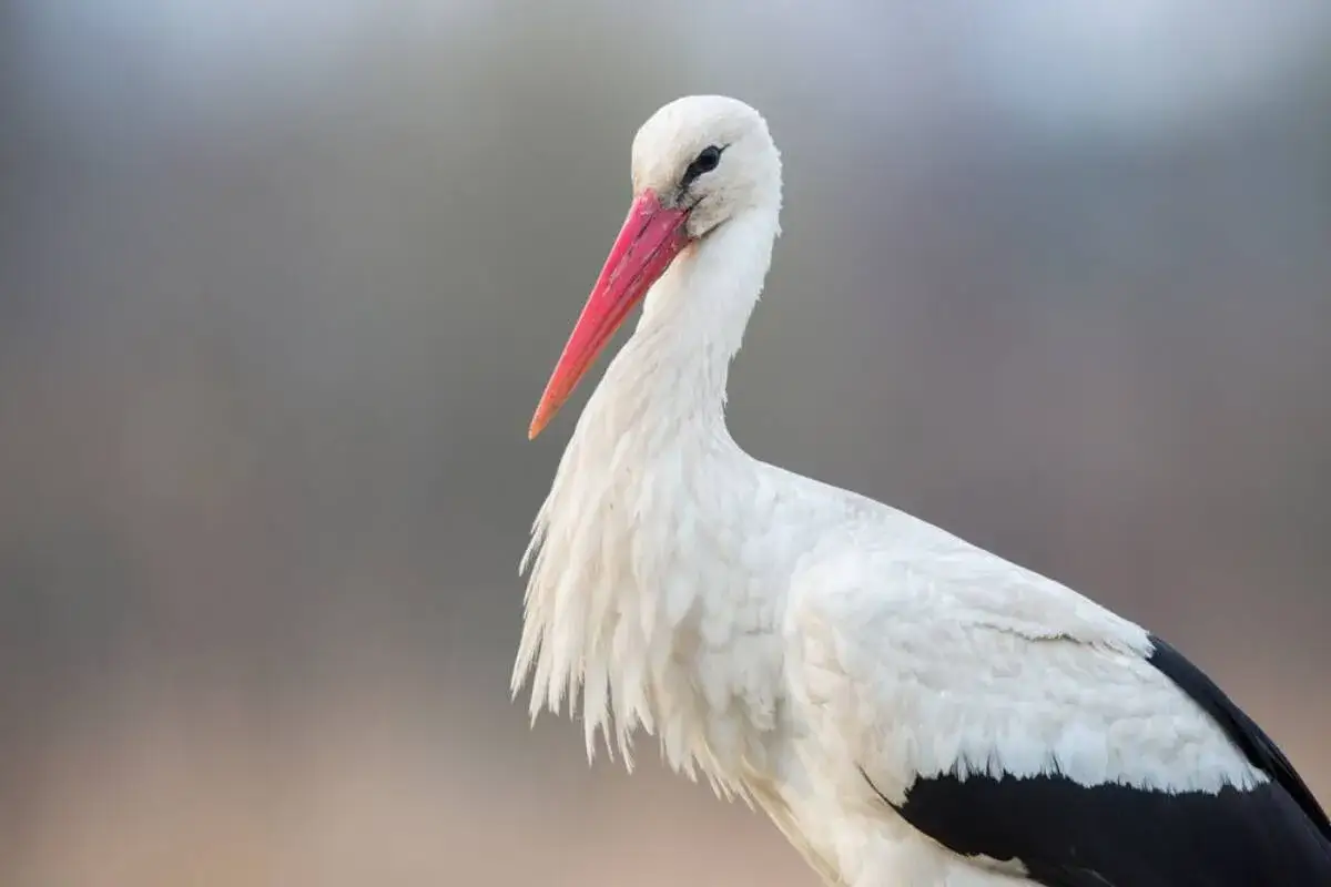 Bocian: ile waży? Od 70g do 4,5kg poznaj sekrety ich masy