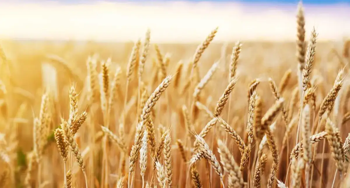 Jakie odżywki na zboża ozime, które naprawdę poprawią plony?