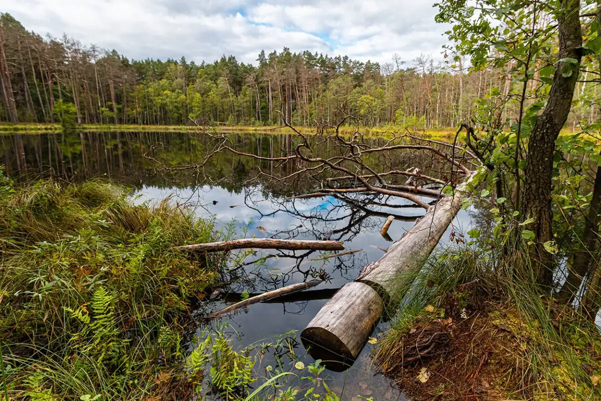 Bory Tucholskie: Przewodnik po atrakcjach. Co zobaczyć?