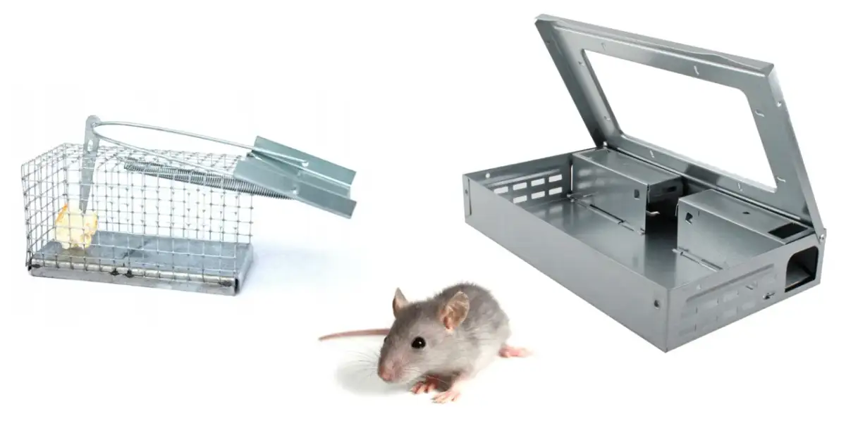 Pułapki na myszy na strychu: klatka z przynętą i otwarta metalowa pułapka, obok siedzi mysz.