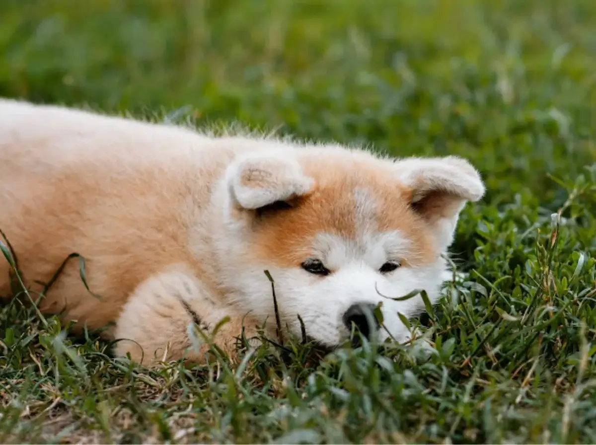 Uroczy szczeniak rasy akita inu a vendre ile de france odpoczywa na trawie.