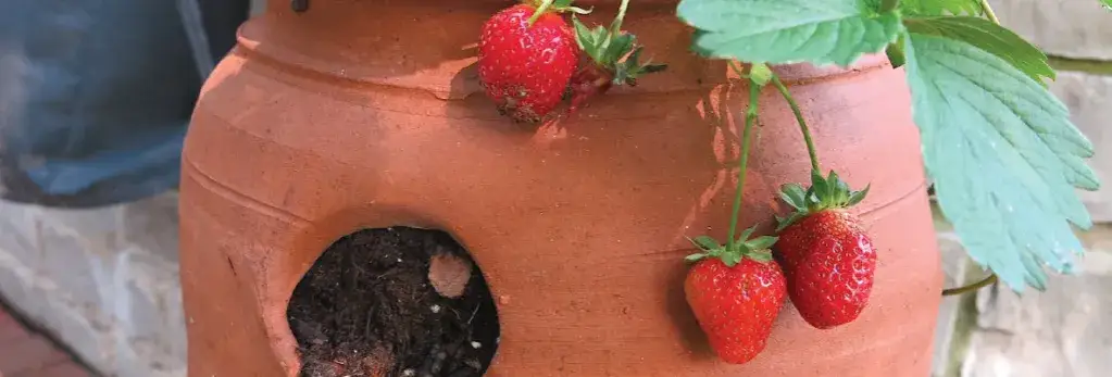 W czym sadzić truskawki? Najlepsze pojemniki i metody uprawy