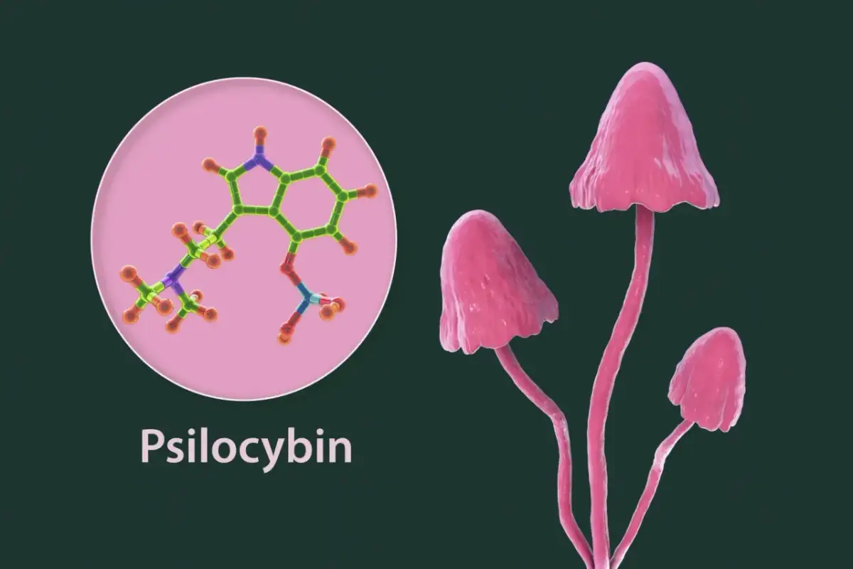 Zarodniki grzybów psylocybinowych: Legalne? Gdzie leży granica?
