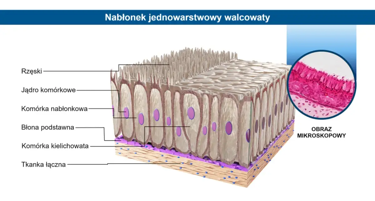 Tkanka nabłonkowa: budowa, funkcje i występowanie. Kompendium wiedzy