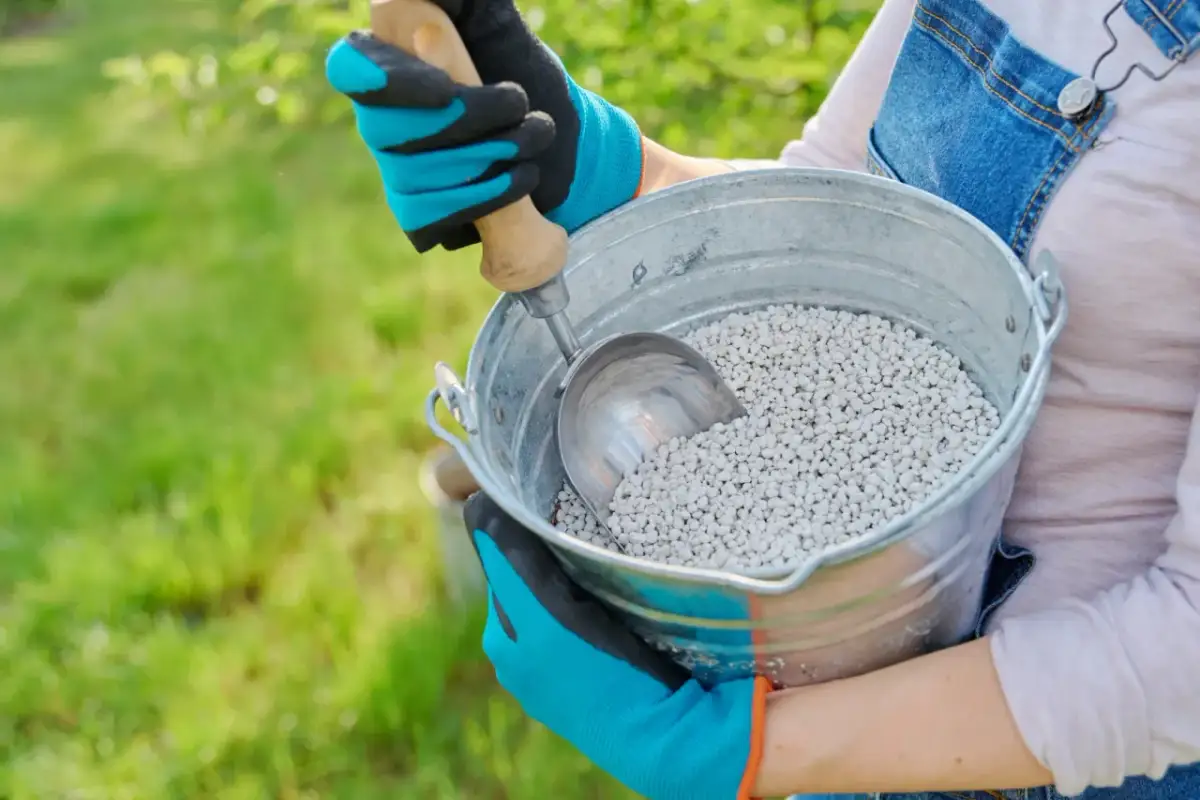 Kiedy siać wapno na trawnik, aby uniknąć błędów i poprawić zdrowie trawy
