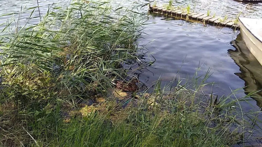 Jezioro Dąbie Wielkie - piękne miejsce na wypoczynek i ryby