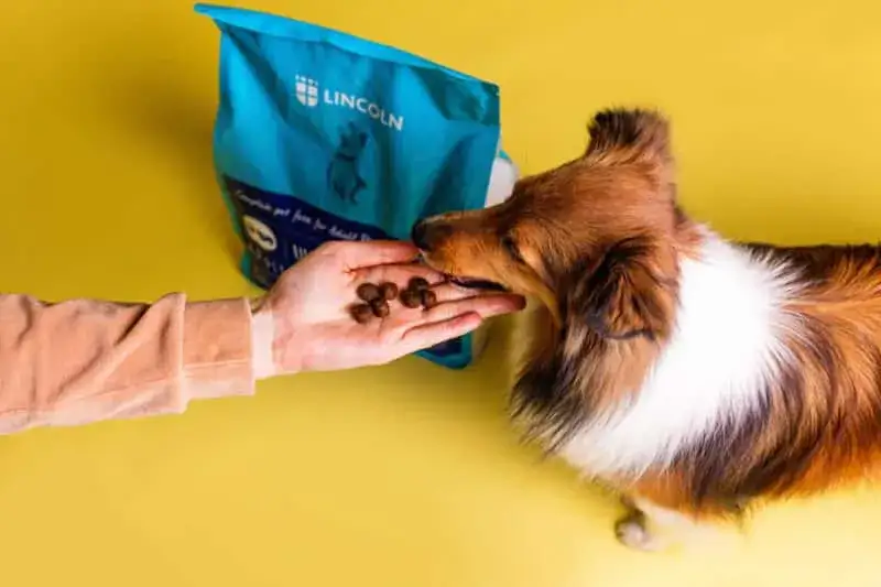 Najlepsza karma dla psa alergika – uniknij problemów zdrowotnych