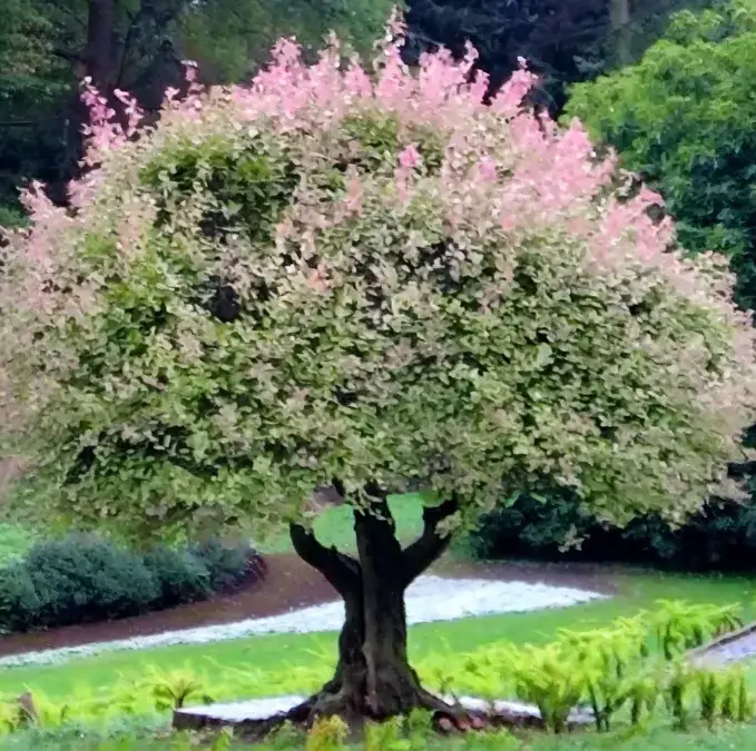 Kiedy sadzić wierzbę Hakuro Nishiki? Poradnik krok po kroku