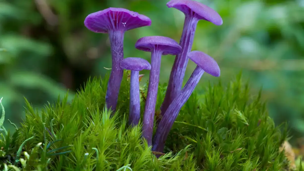 Fioletowe grzyby halucynogenne: niezwykłe właściwości i ryzyko użycia
