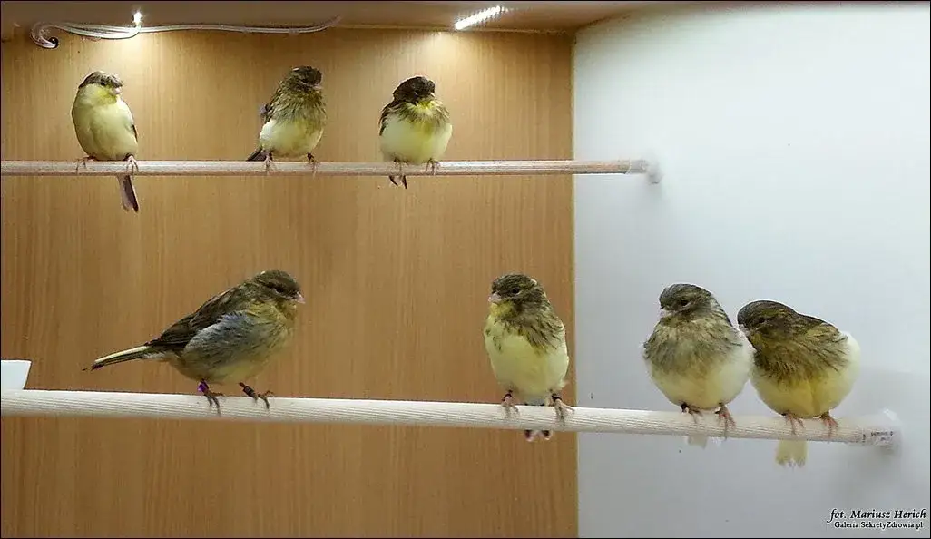 Chcesz lęgów? Jak pobudzić kanarki do rozrodu krok po kroku