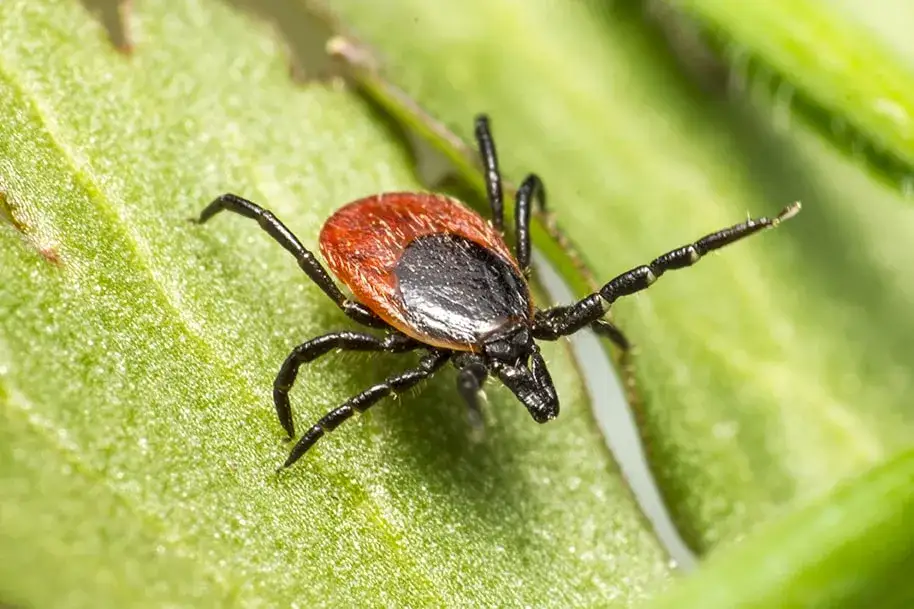 ¿De dónde salen las garrapatas en mi casa y cómo prevenir su ingreso?