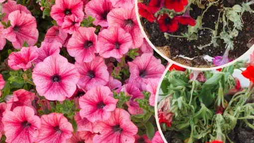 Kiedy sadzić surfinie z nasion, aby uniknąć problemów z kwitnieniem