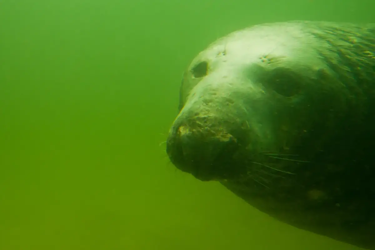 Protisty w Bałtyku: Niewidzialni władcy, którzy decydują o losie morza