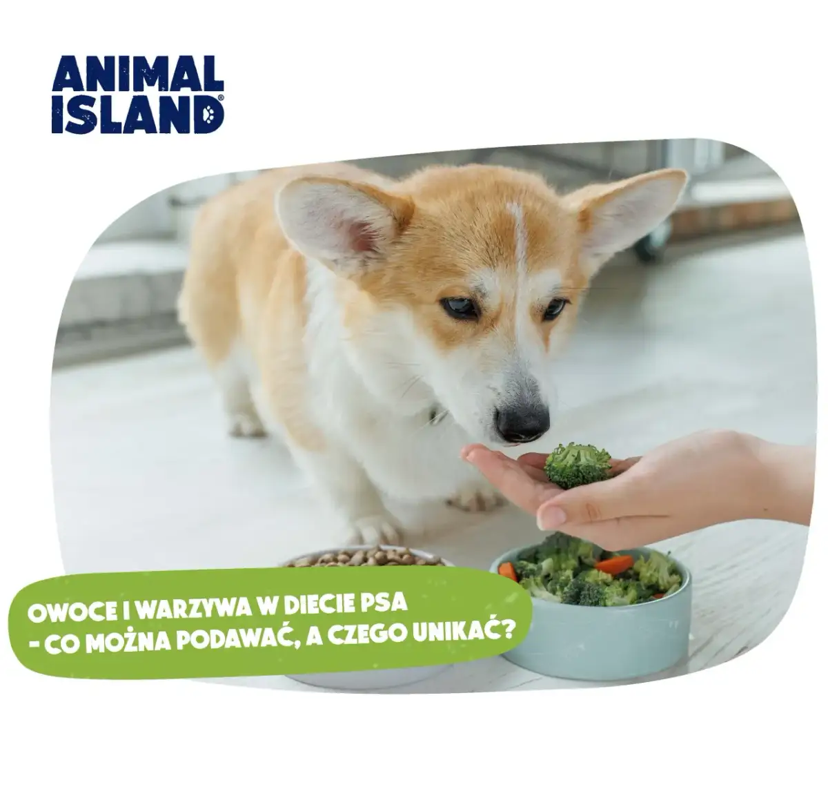 Ciepłe jedzenie dla psa: Bezpiecznie i smacznie? Sprawdź, jak!