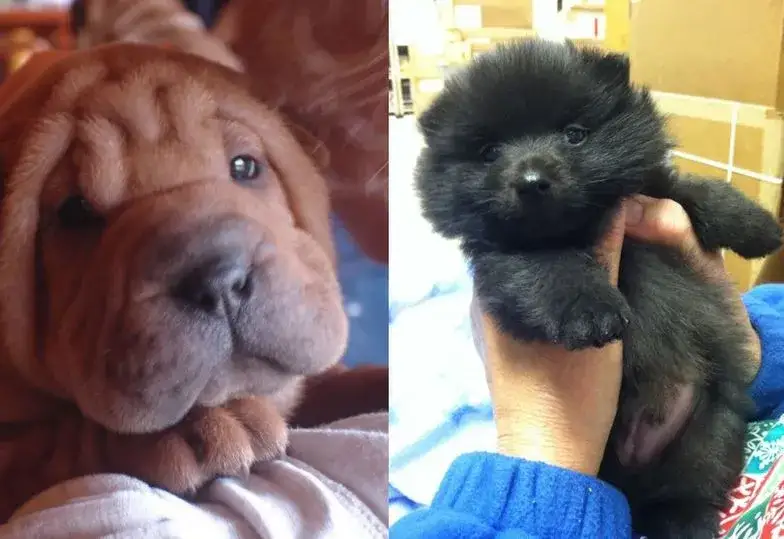 Psy jak pluszowy miś – rasy, które zachwycą swoim urokiem