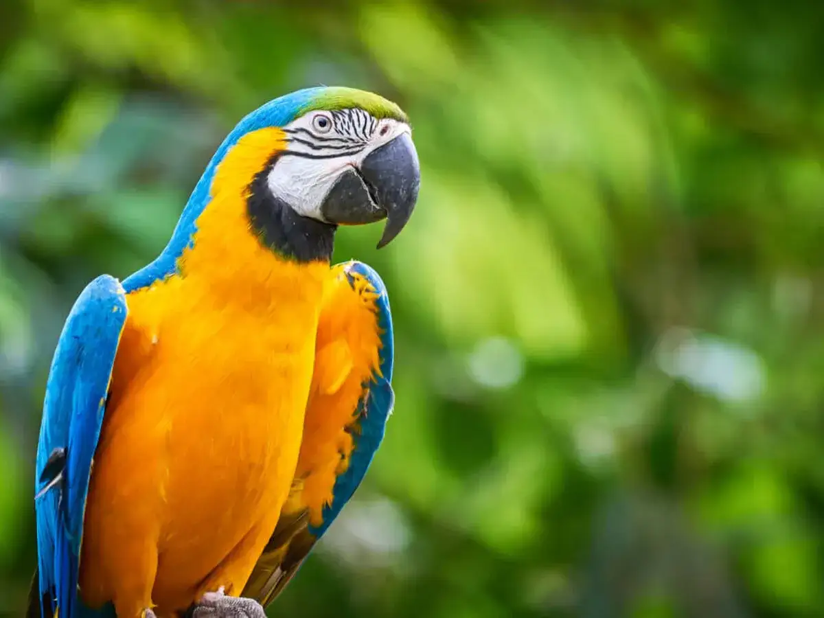 Kolorowy ara siedzący na gałęzi na tle zielonych liści.