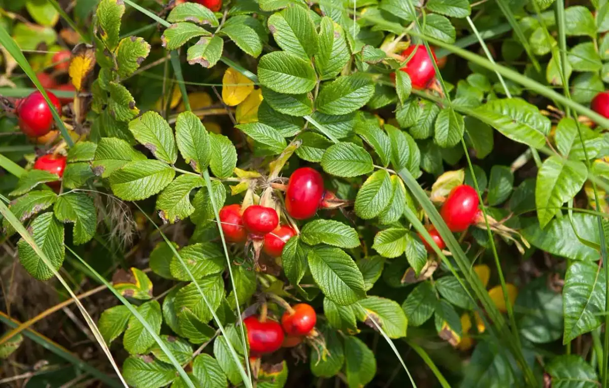 Owoce dzikiej róży dla ptaków: Zimowy superfood i naturalna apteczka