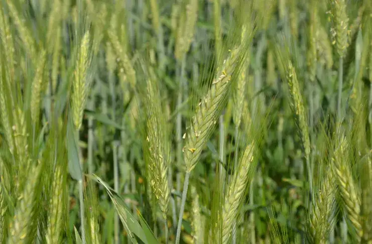 Ile razy można siać pszenżyto po pszenżycie bez ryzyka utraty plonów?