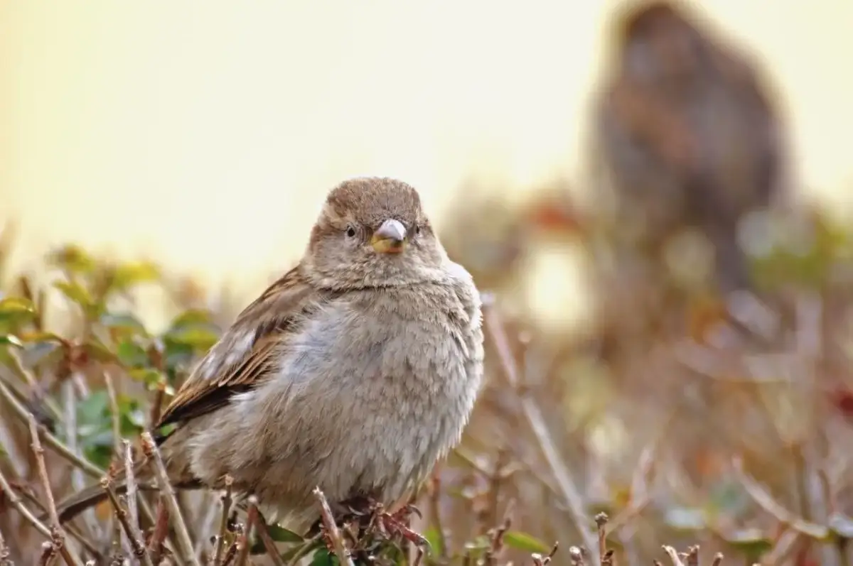 Kiedy wróble lęgną się w Polsce? Poznaj cały cykl życia