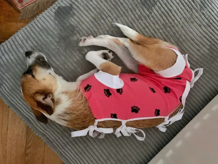 Czym zastąpić kołnierz dla psa? Wygodne alternatywy po zabiegu