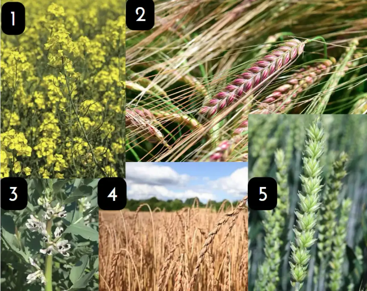 Płodozmian po pszenicy ozimej: Klucz do zdrowej gleby i plonów