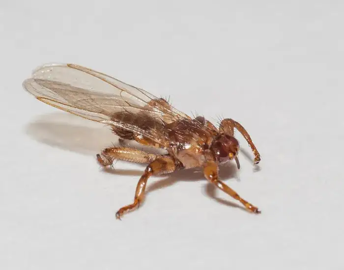 Strzyżak sarni: czy "latający kleszcz" jest groźny?