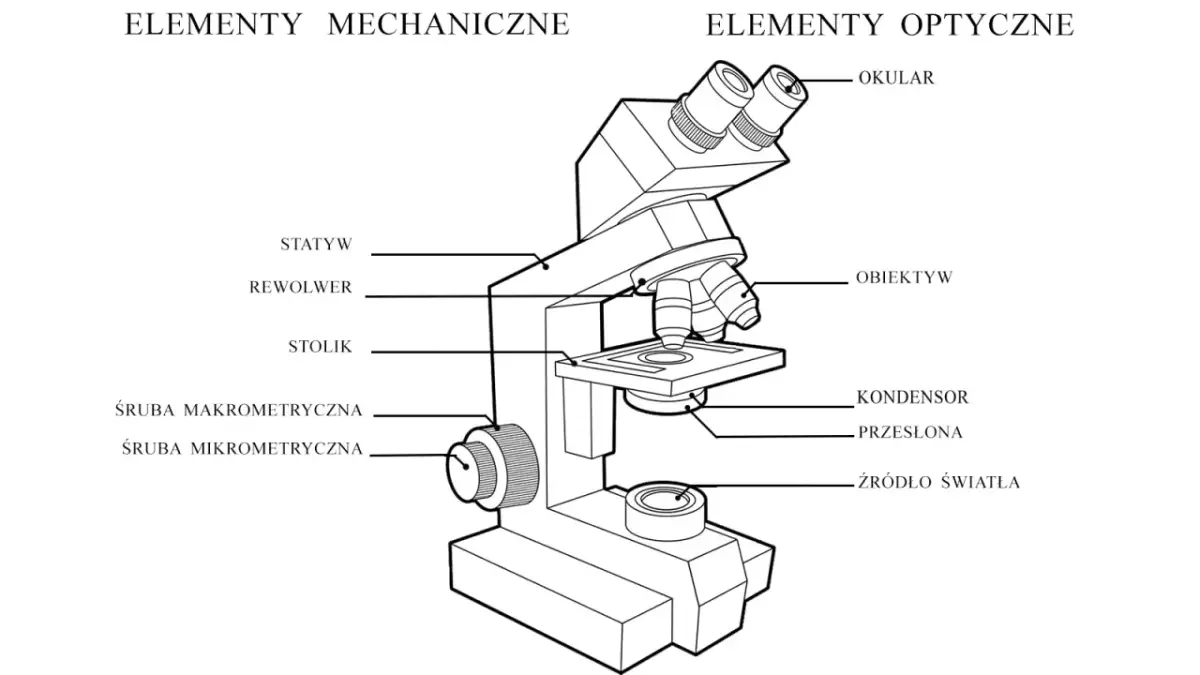 Schemat budowy mikroskopu: elementy mechaniczne (statyw, rewolwer, stolik, śruby) i optyczne (okular, obiektyw, kondensor, źródło światła).