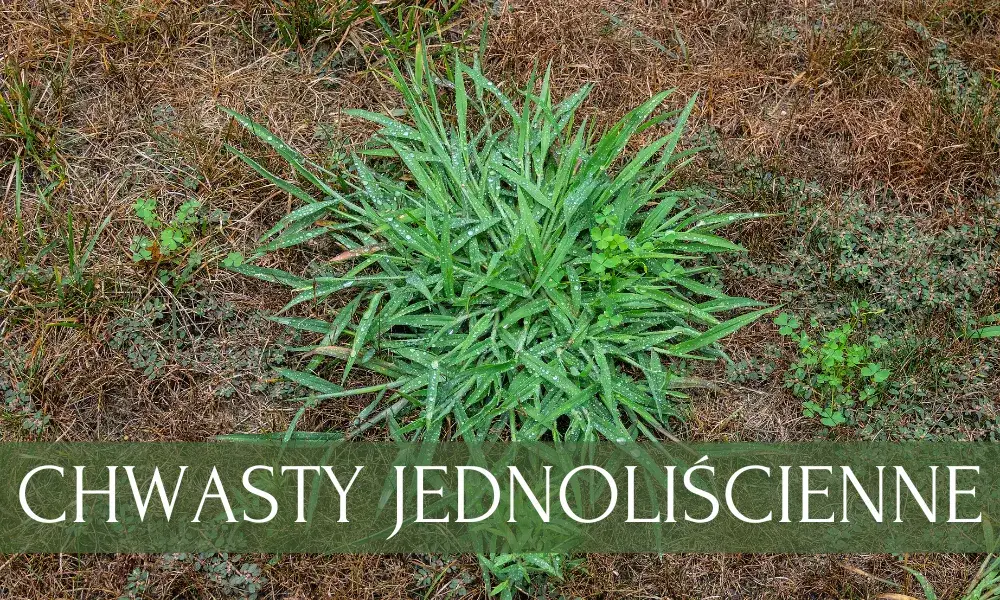 Jak zwalczyć chwasty jednoliścienne? Skuteczne metody i profilaktyka