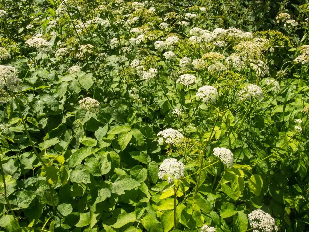 Gęsty łan zielonych liści i baldachów białych kwiatów, tak wygląda podagrycznik w pełnym rozkwicie.