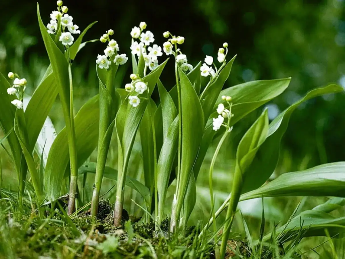 Kiedy jest sezon na konwalie? Poznaj najlepszy czas na ich kwitnienie