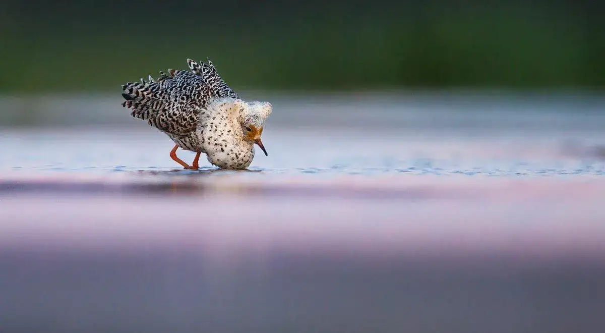 Co jest symbolem Biebrzańskiego Parku Narodowego i dlaczego batalion?