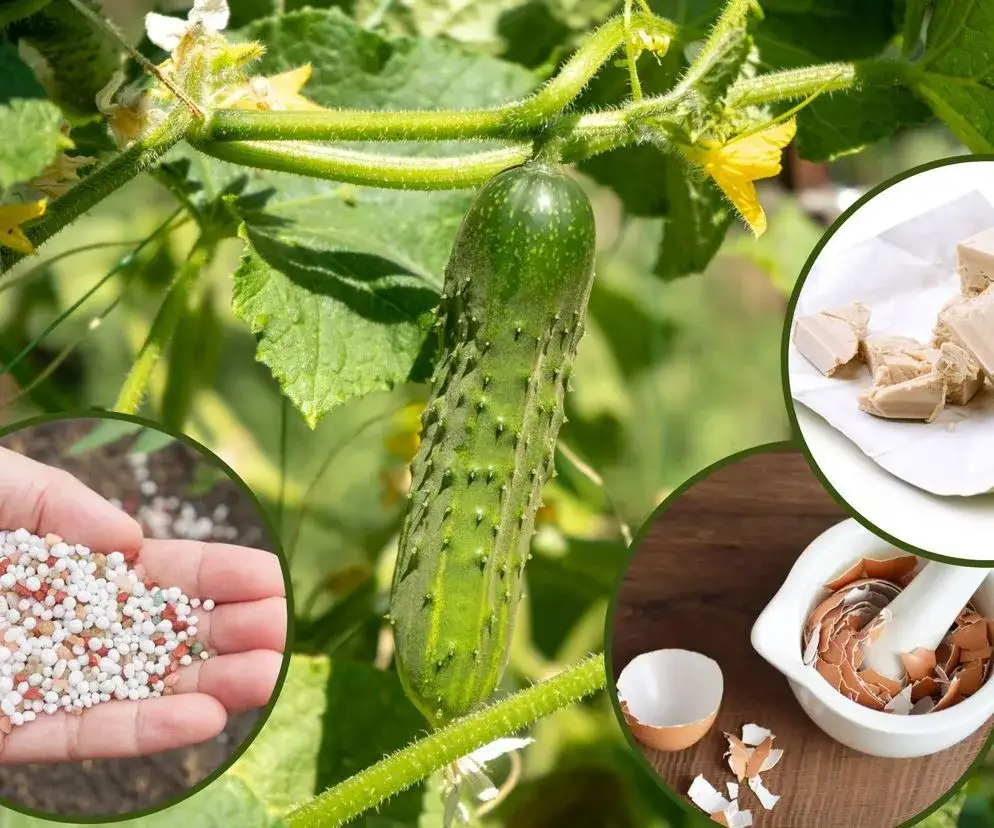 Jaki nawóz pod ogórki szklarniowe? Odkryj skuteczne rozwiązania