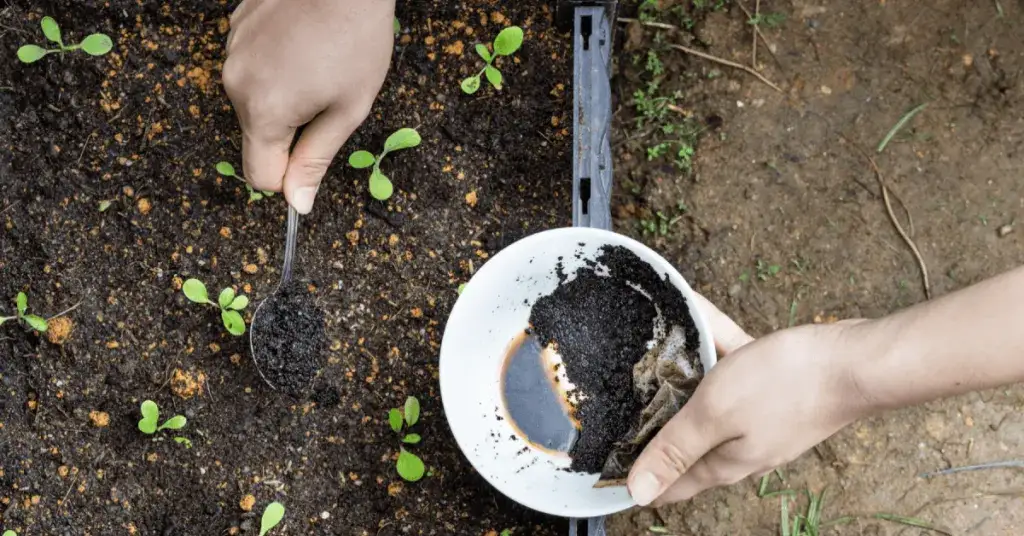 Fusy z kawy do jakich roślin? Odkryj najkorzystniejsze zastosowania