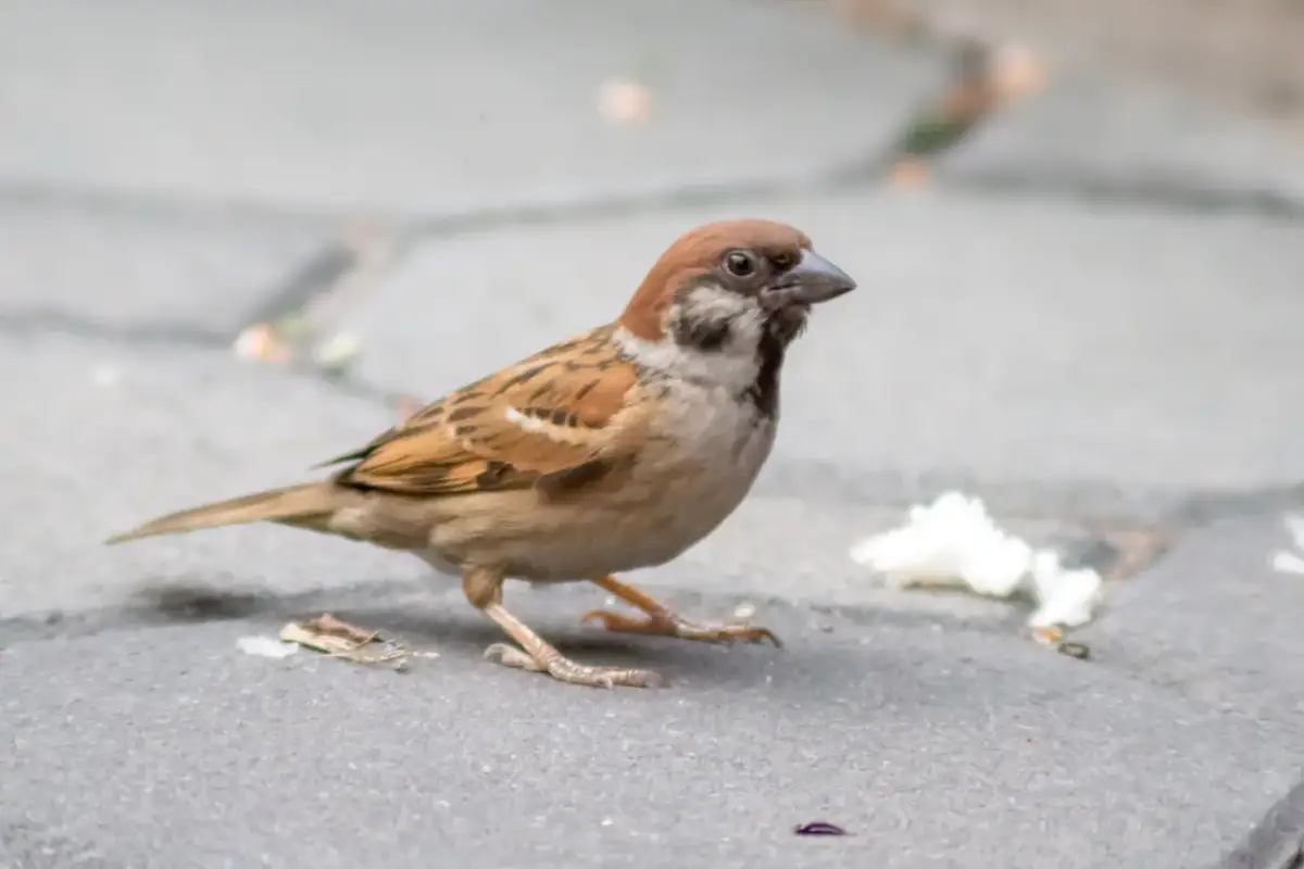 Ile lat żyje wróbel? Średnia, rekordy i jak im pomóc