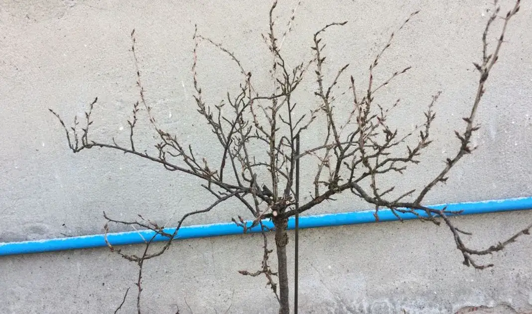 Jak przycinać agrest na pniu, aby uniknąć błędów i cieszyć się plonami