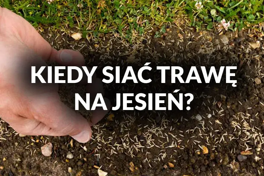 Kiedy siać trawę? Wiosna czy jesień - poznaj najlepszy termin