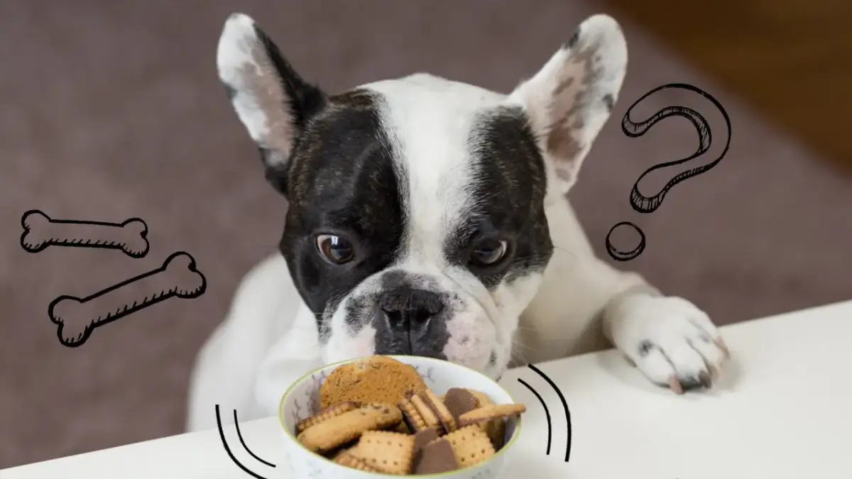 Czy pies może jeść sezamki? Dowiedz się, co może mu zaszkodzić