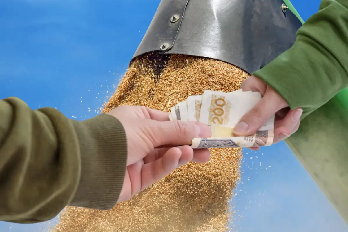 Czy można składać wnioski o dopłaty do zboża? Sprawdź terminy i wymagania