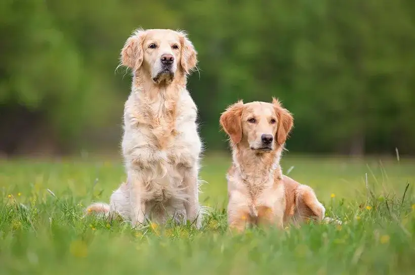 Czy golden retriever może mieszkać na dworze? Odkryj ryzyko i potrzeby psa