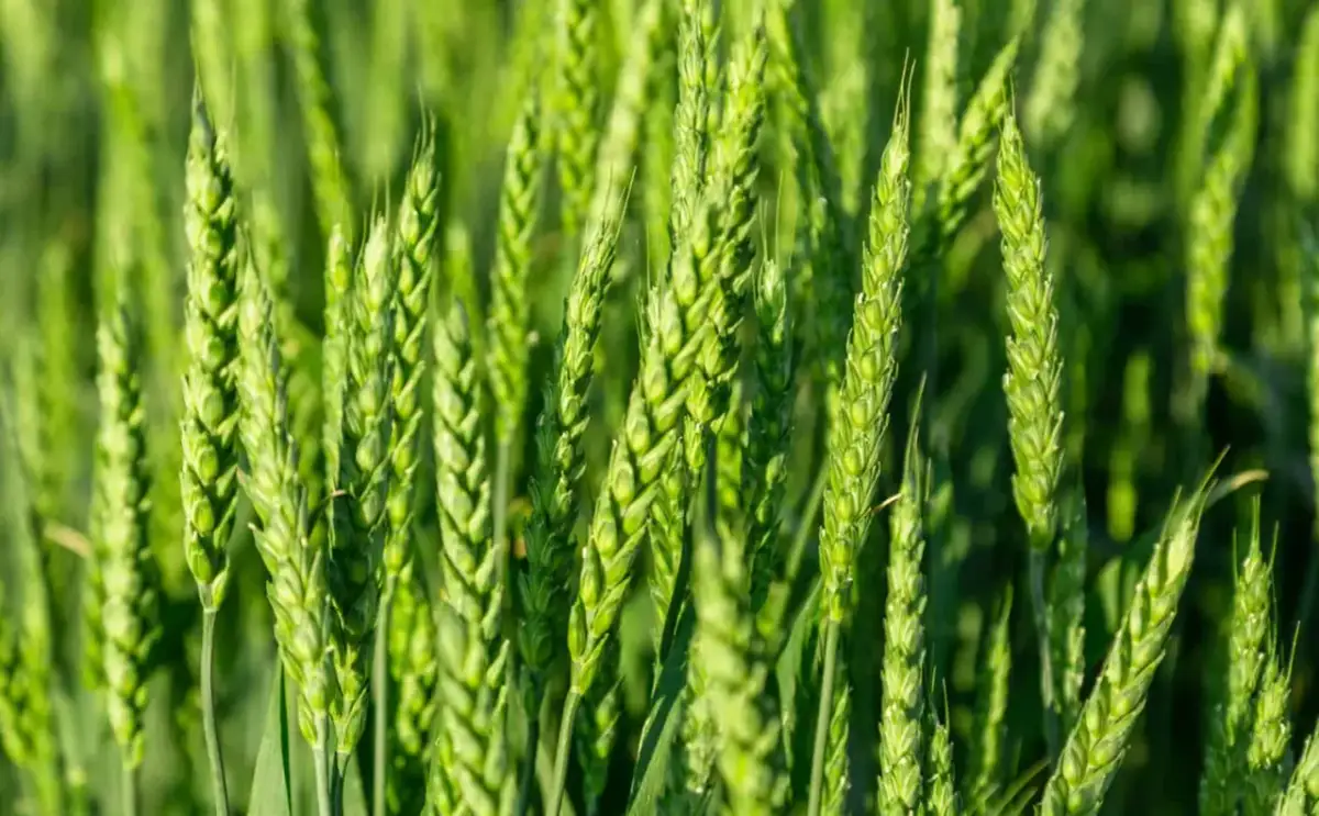 Jakie nawozy stosować pod pszenicę ozimą, aby uniknąć niskich plonów?