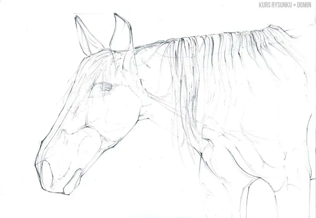 Realistyczny rysunek głowy konia? Odkryj sekrety krok po kroku!