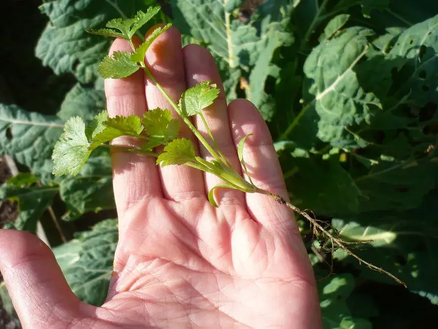 Uprawa kolendry: Poradnik krok po kroku do Twoich liści i nasion