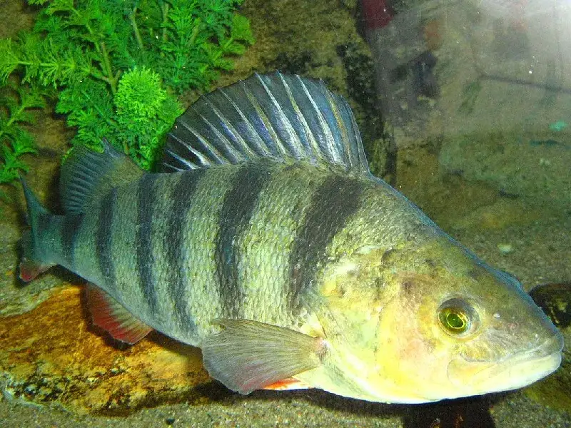 Jezioro Pełcz: odkryj jego piękno, atrakcje i ryby, które tu żyją