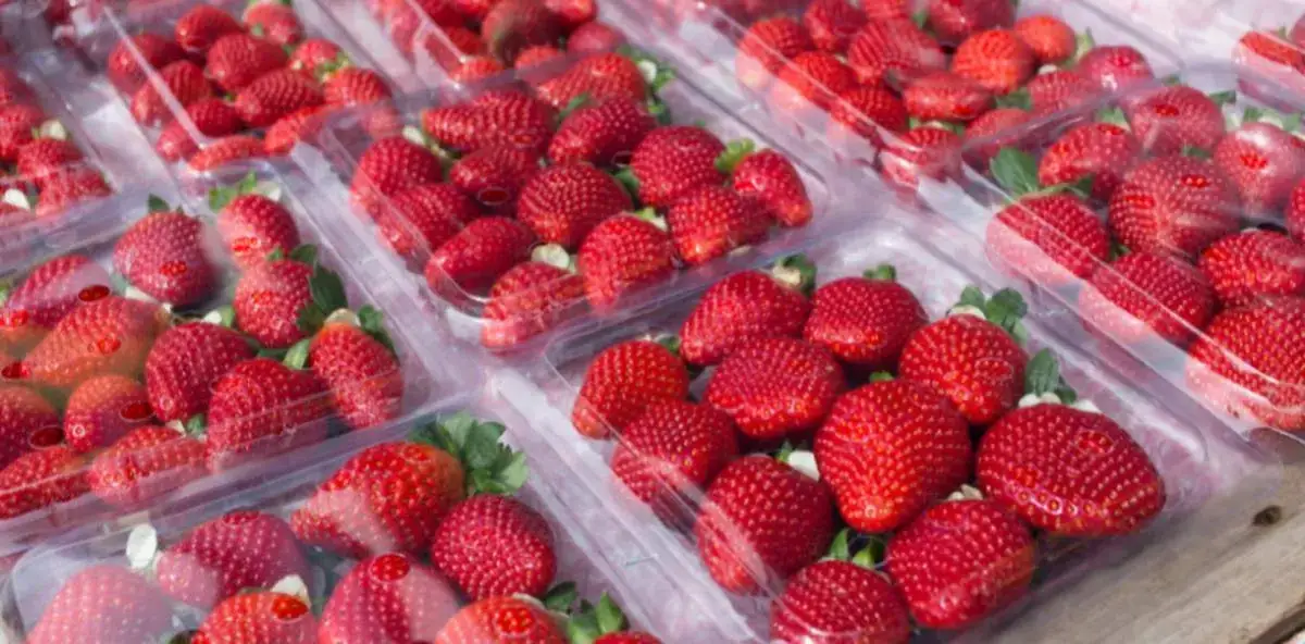 Ile można zarobić na 1 ha truskawek? Fakty i koszty, które musisz znać